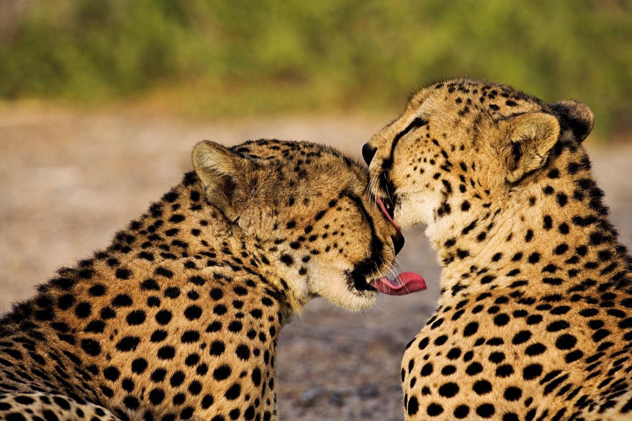 Anantara Sir Bani Yas Island Al Yamm Villa Resort Da'sah Exteriör bild