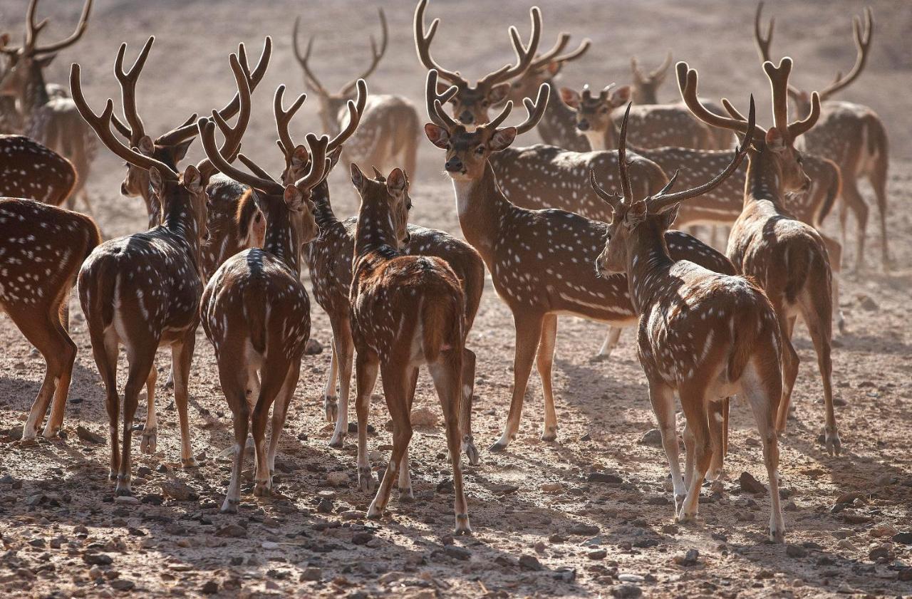 Anantara Sir Bani Yas Island Al Yamm Villa Resort Da'sah Exteriör bild