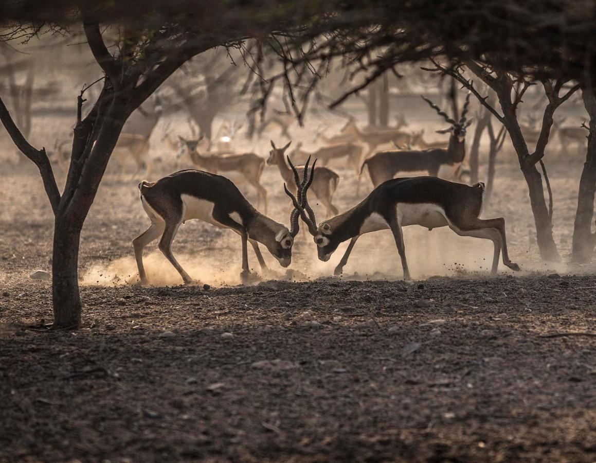 Anantara Sir Bani Yas Island Al Yamm Villa Resort Da'sah Exteriör bild