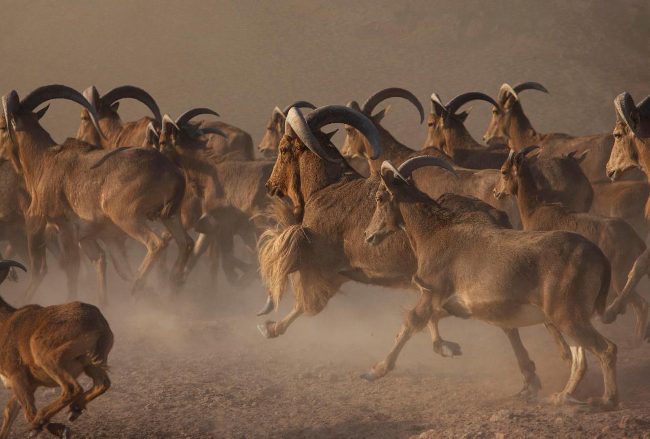 Anantara Sir Bani Yas Island Al Yamm Villa Resort Da'sah Exteriör bild